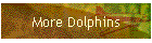 More Dolphins